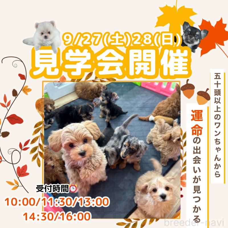 販売中の茨城県のヨークシャーテリア-414127の2枚目